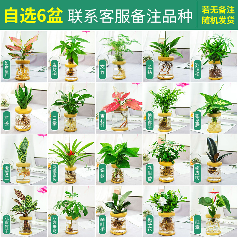 Plantas hidropónicas en maceta de flores de oficina de flores pequeñas plantas verdes en todas las estaciones, fácil de cultivar plantas en maceta de agua suculenta.
