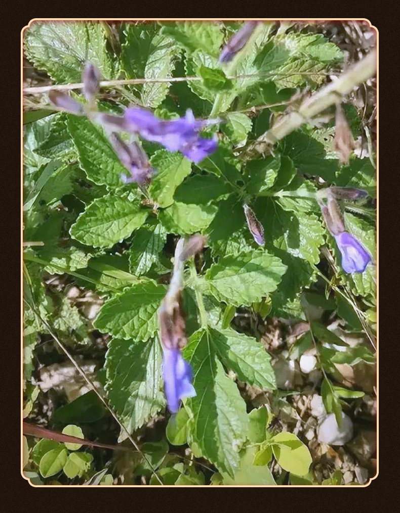 Dan Shen Slices (Salvia miltiorrhiza) — Natural Sulfur-Free Food Herb for Tea & Soup key features