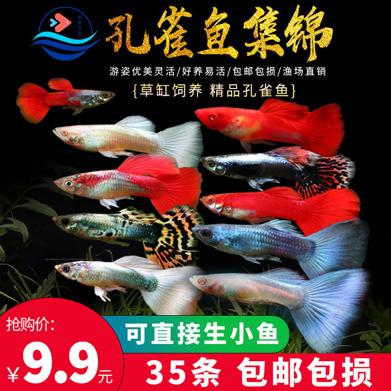 Tropical Ornamental Fish Live Specimens: Small Peacock Freshwater Fish, Baby Fish, Flowerhorn Fish, Zebra Fish, Cleaner Fish, Red and Green Lanternfish, Lanternfish Tropical Ornamental Fish Live Specimens: Small Peacock Freshwater Fish, Baby Fish, Flowerhorn Fish, Zebra Fish, Cleaner Fish, Red and Green Lanternfish, Lanternfish