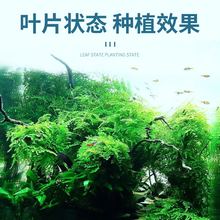 鱼缸水草坨草植物活体增氧阴性生态水培绿植新手懒人造景无需底砂