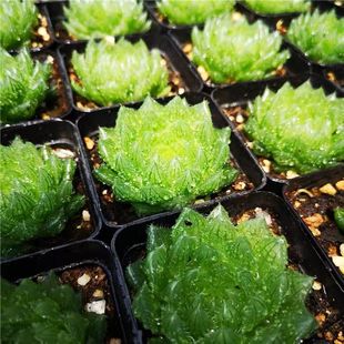 ¿͏dݗÙˮ¶ֲyʮGֲ