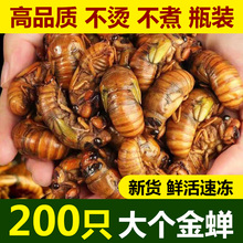 新鲜知了猴2026批发活体速冻金蝉知了鲜活蚕蝉蛹爬叉猴结了龟