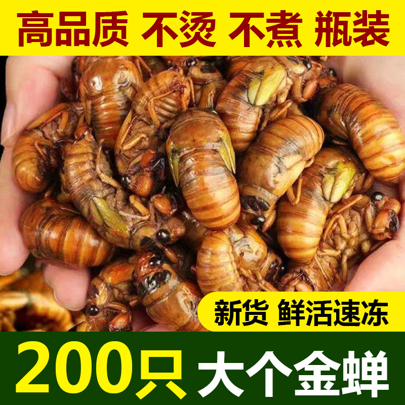 Fresh Cicada Larvae 2026 Wholesale Live Quick-frozen Golden Cicadas Fresh Silkworm Chrysalises Fresh Cicada Larvae 2026 Wholesale Live Quick-frozen Golden Cicadas Fresh Silkworm Chrysalises
