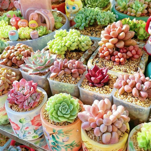Succulents Kindergarten Green Plants Small Potted Flowers Meat Indoor Old Pile Groups Precious Large Easy to Maintain