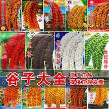 С�׹��Ӽt���ӷN��С���׺����ȷN����Ŵ�߮a���� �ڹȰ׹ȷN��