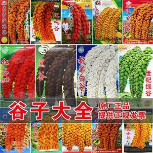 С�׹��Ӽt���ӷN��С���׺����ȷN����Ŵ�߮a���� �ڹȰ׹ȷN��