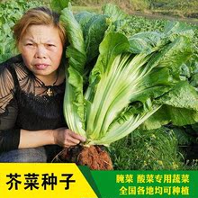 迟青菜籽四川宽帮青菜种子大宽叶宽帮芥菜高耐寒四季蔬菜种子大全