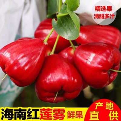 Wax apple wholesale Hainan Ruby Season fruit fresh Tropical fruit Pearl fruit Sanya specialty wholesale