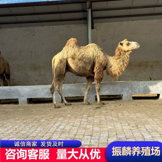 内哪里有卖骆驼的 双峰骆驼一头 骆驼多少一头