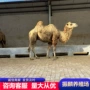 双峰多少骆驼