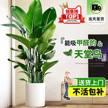 天堂鸟盆栽绿植室内大型客厅植物落地真树办公室鹤望兰大禄植花卉