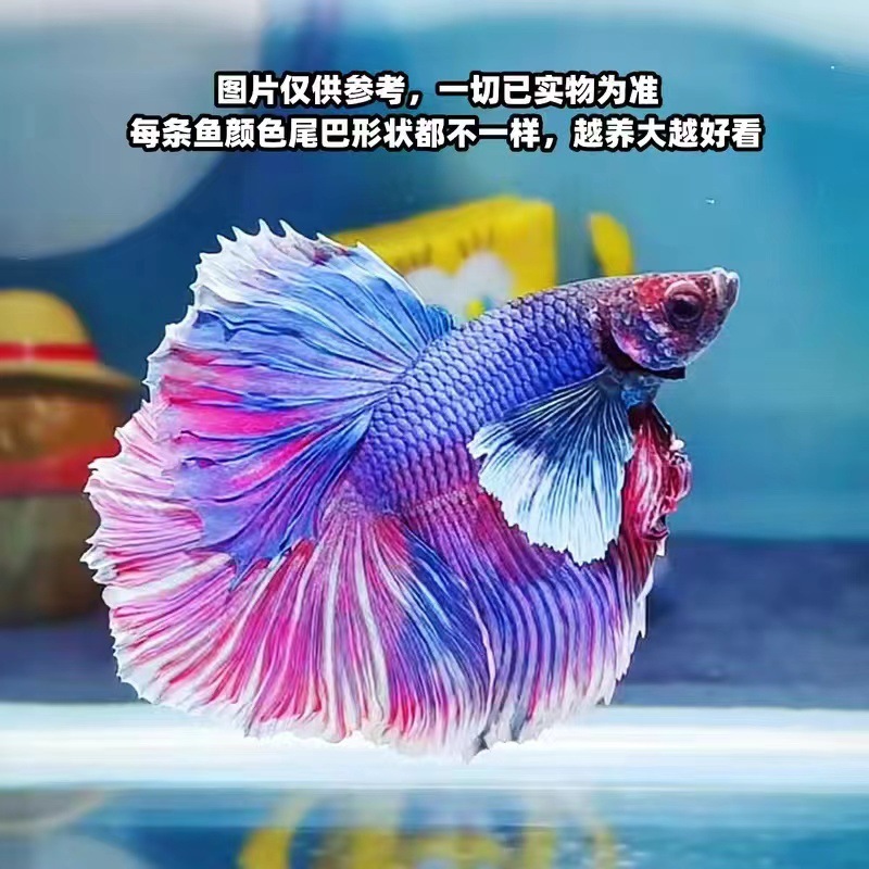 泰国斗鱼仙女款纯白半月超美网红小型淡水热带冷水观赏鱼好养耐活|undefined