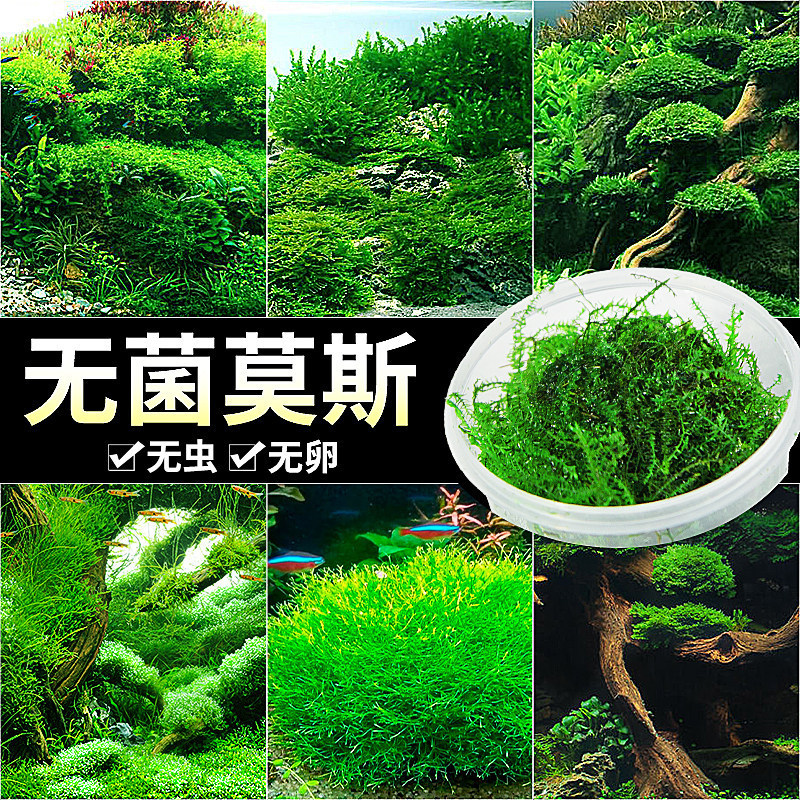 Crazy aquatic plants, sterile moss, aquatic plants for fish tank landscaping, real plants, moss, tree plants, bubble aquatic plants for tank Crazy aquatic plants, sterile moss, aquatic plants for fish tank landscaping, real plants, moss, tree plants, bubble aquatic plants for tank