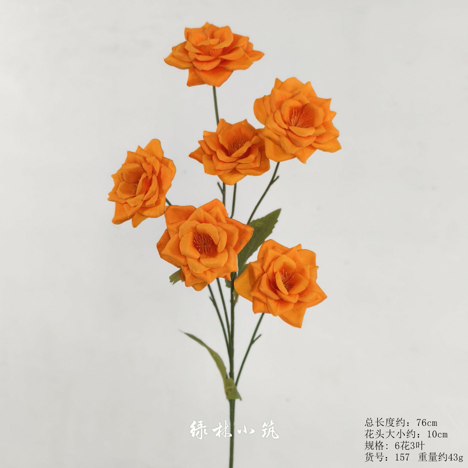 품목번호 157-6 치자나무