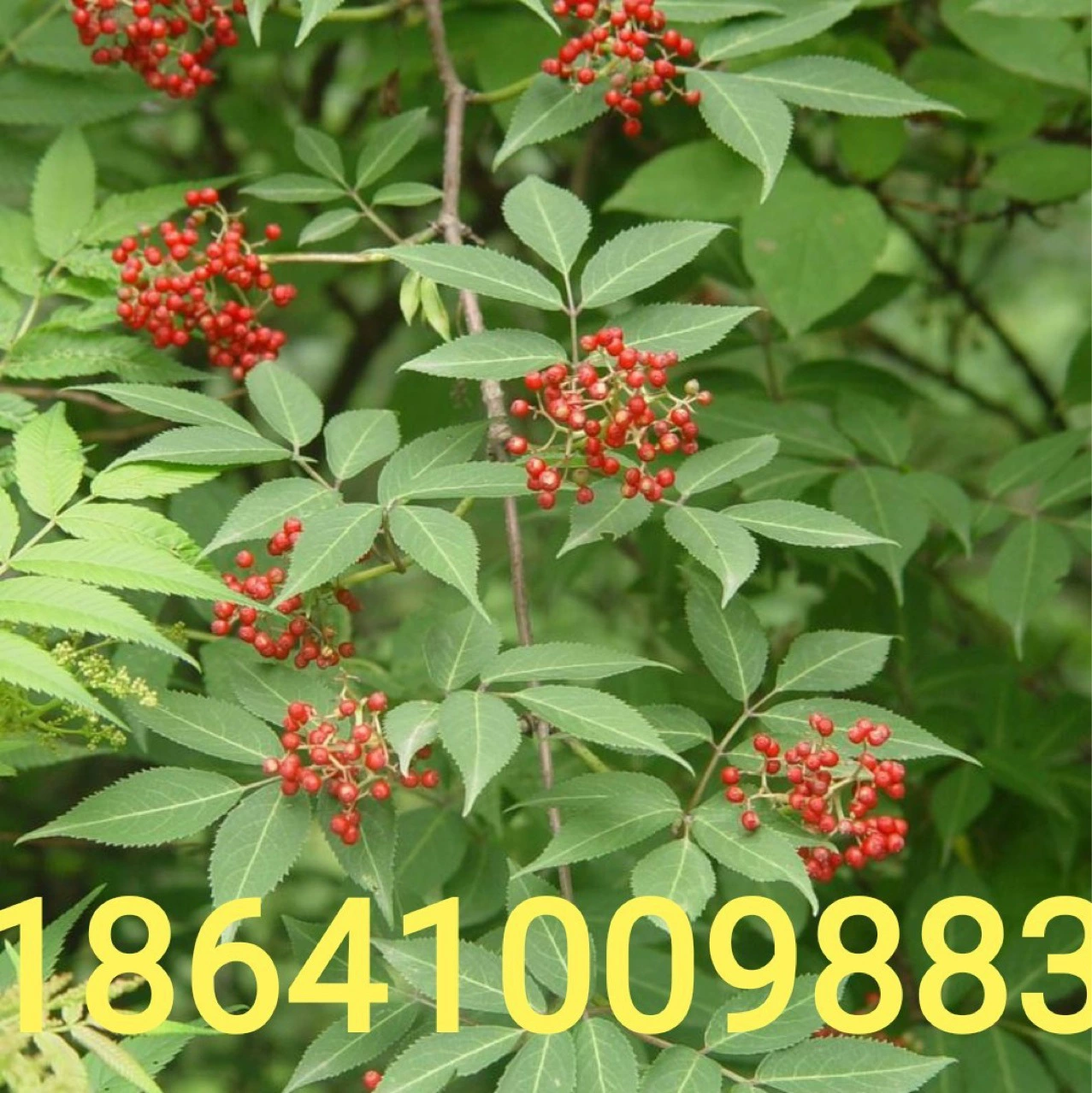 Ляонинг питомник бузины Золотой лист бузины рассады бузины полные спецификации