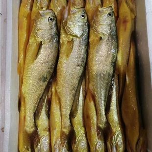 ��ɽ���S�~һ������һ�l�|�O�u����S�~���l���l�S���~�r�����