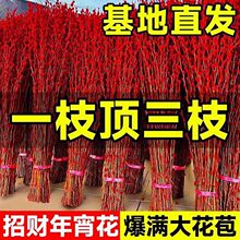 �y���滨�r֦�����������ܿ�ˮ��ֲ��ɻ��tɫ�y���͏d�b�ֱ�N