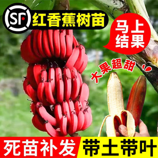 �t�㽶�����ͺ������Ϸ�����ˮ�������҃������Ԏ������~����Y��