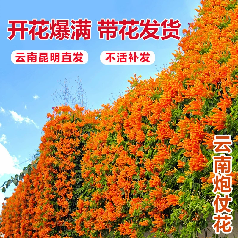 Lingxiao пушка цветок Вьющееся виноградное растение цветок рассада четыре сезона можно посадить сад висит вьющийся цветок лоза цветочный сад Посадка