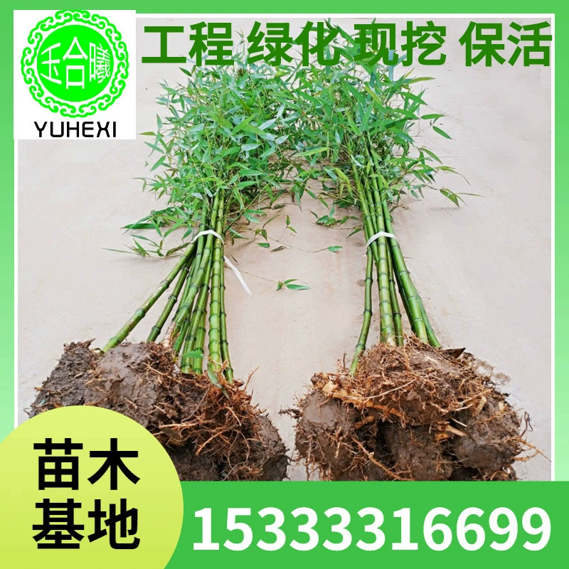 Саженцы бамбука, саженцы фиолетового бамбука, саженцы бамбука во дворе, саженцы зеленого бамбука, саженцы бамбука с инкрустацией золота, саженцы золотого бамбука, саженцы бамбука для озеленения стен