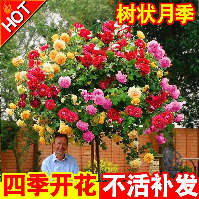 Леденец пень Роза Рассада Очень большой цветок Цветочное растение Сад Четыре сезона Открытая роза с цветочным деревом Роза