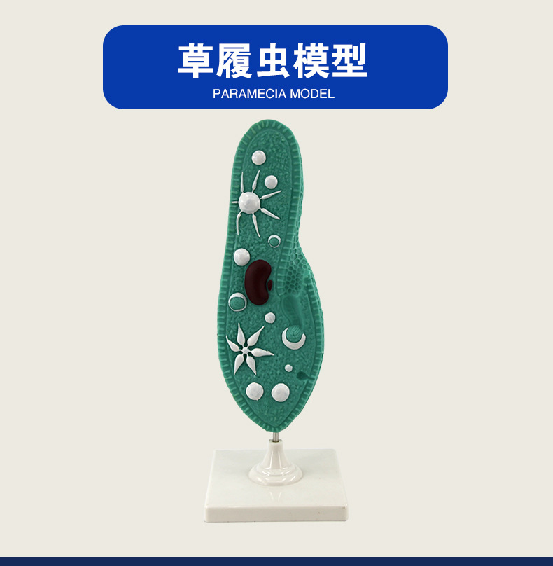 33103草履虫模型（常规）_02.jpg