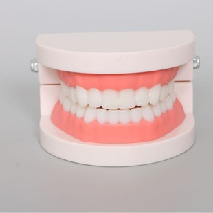 Brushing Teeth Model Dental Teaching Oral Health Care Dental Model Denture Kindergarten Brushing Practice Model