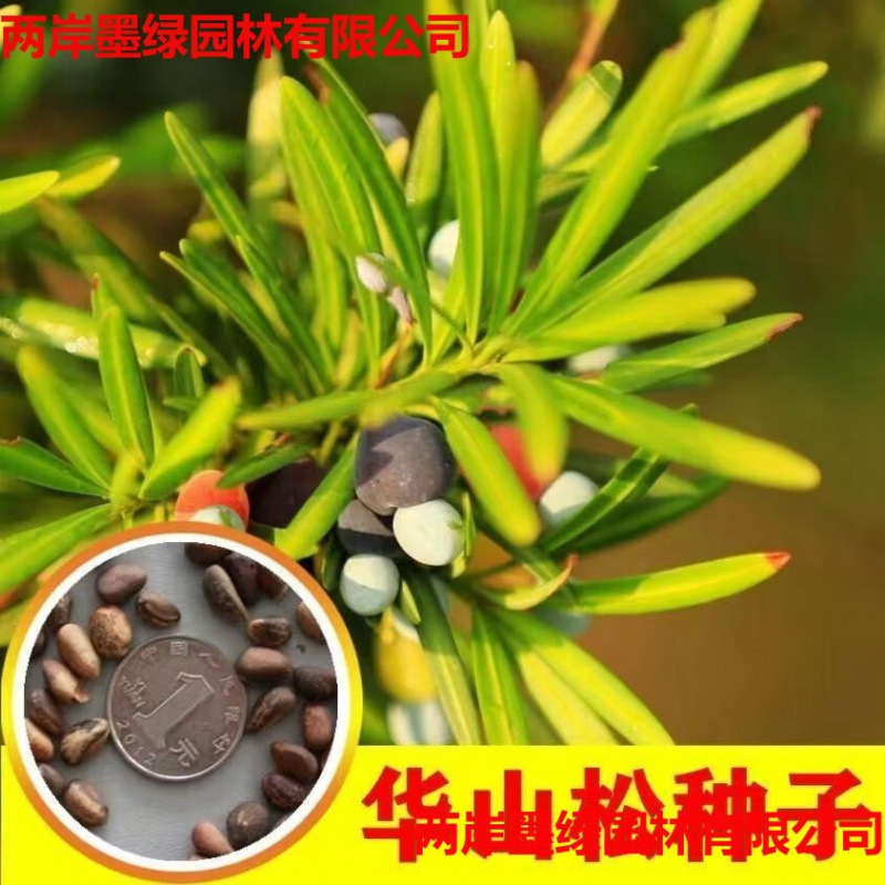 批发华山松种子白松五须松果松青松五叶松松树籽松树