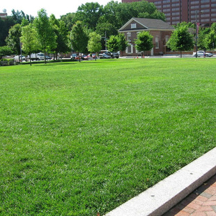 Lawn Turf Wholesale with Soil Courtyard Court House Dwarf Bermuda Turf Ground Cover Project Free Lawn