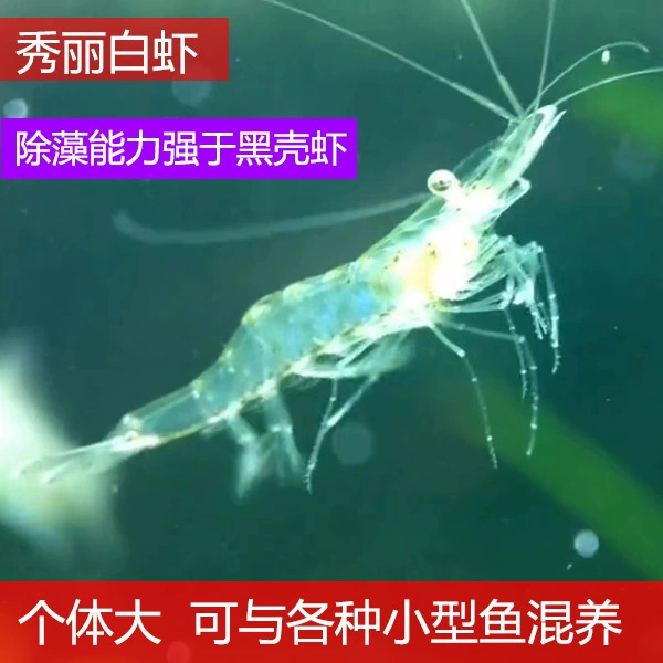 Aquatic Algae-Eating White Shrimp for Freshwater Tanks, Sizes 2–5 cm, Multiple Pack Options