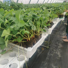 �t�ݮ�M��N�� ���|���� ��ϵ�l�_ ���������� �tN��