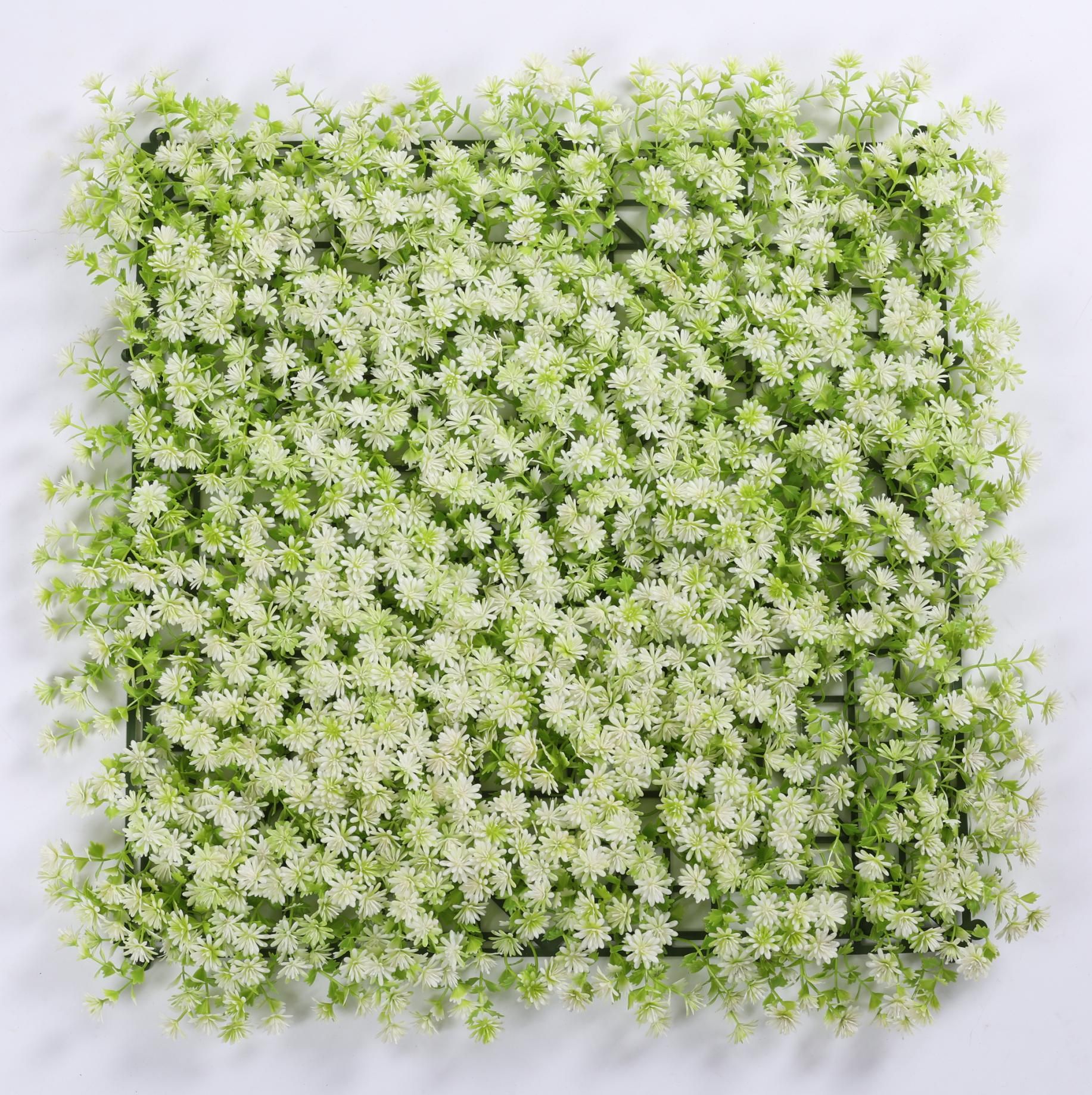 White sedum