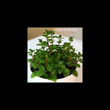 ʳ���M�����m�㱡���绨������ ���r��ʳ�ÿ��ݲ���� ���N�ӻ���