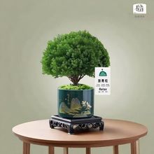 放青松绿植雾松室内小盆栽办公室桌面植物摆件四季好养活净化空气