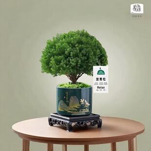 放青松绿植雾松室内小盆栽办公室桌面植物摆件四季好养活净化空气-阿里巴巴