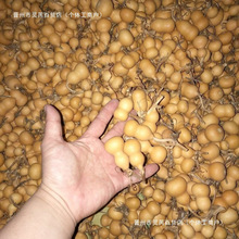 ���J��ȻС���J�]��覴��������Π��������]�п��Ԕ[��Ұ�������F