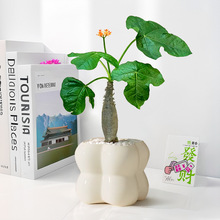 ���N��Ǻ��ĉK��ֲ�ļ��_���^���p��ǘ��������Gֲ���������