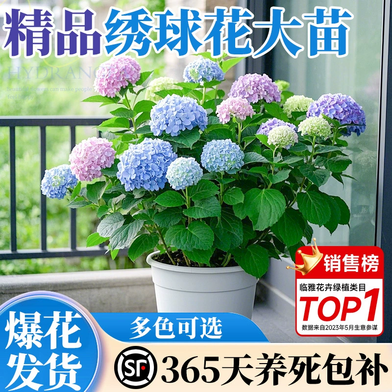 Рассада гортензии цветет в любое время года, в горшках на внутреннем балконе во дворе с цветочными бутонами, морозостойкими старыми зелеными растениями и цветочным шоу.