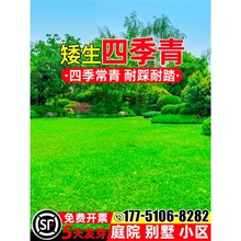 矮生美国四季青草籽耐寒耐旱耐践踏庭院别墅绿化小区公园草坪种子