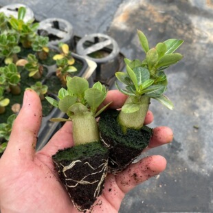 Desert Rose One-Year Seedling Flower Plant Courtyard Balcony Easy to Grow Four-Season Flower Viewing Indoor and Outdoor Green Plant Potted Plants