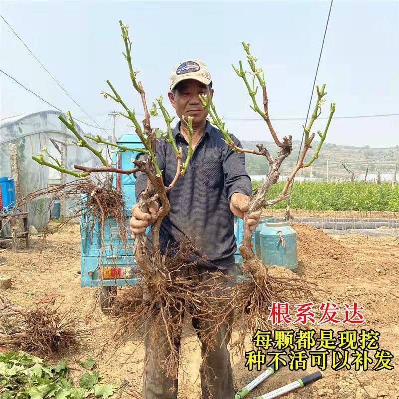 葡萄树特大巨峰葡萄爬藤阳光玫瑰葡萄树北南方种植果树果苗