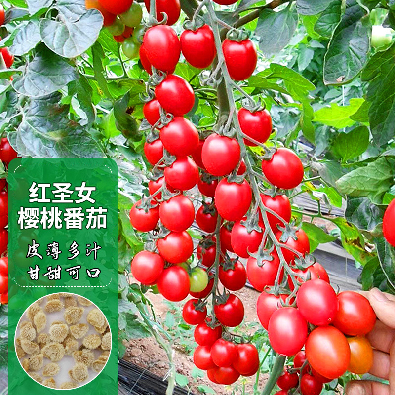 樱桃番茄种子春秋红圣女果四季阳台种植小番茄种孑蔬菜籽支持代发