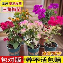 �ذ�����÷С��G���ļt�ѿ������ļ��_�������̨ͥԺ¶̨����