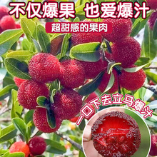 ÷|޽ӹ̿÷玧ϷNֲԮY