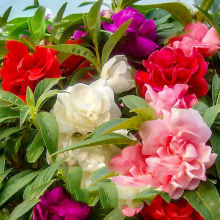 ذPɻN⻨NļN_ָ׻ͥԺN