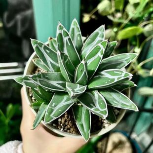 ��֮ѩ�����m�ƹG֮ѩɳ������ֲ���҃����Ի����������辰