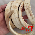 猪牙 仿象牙猪牙 文玩古玩景区地摊货源 猪牙吊坠摆件批发