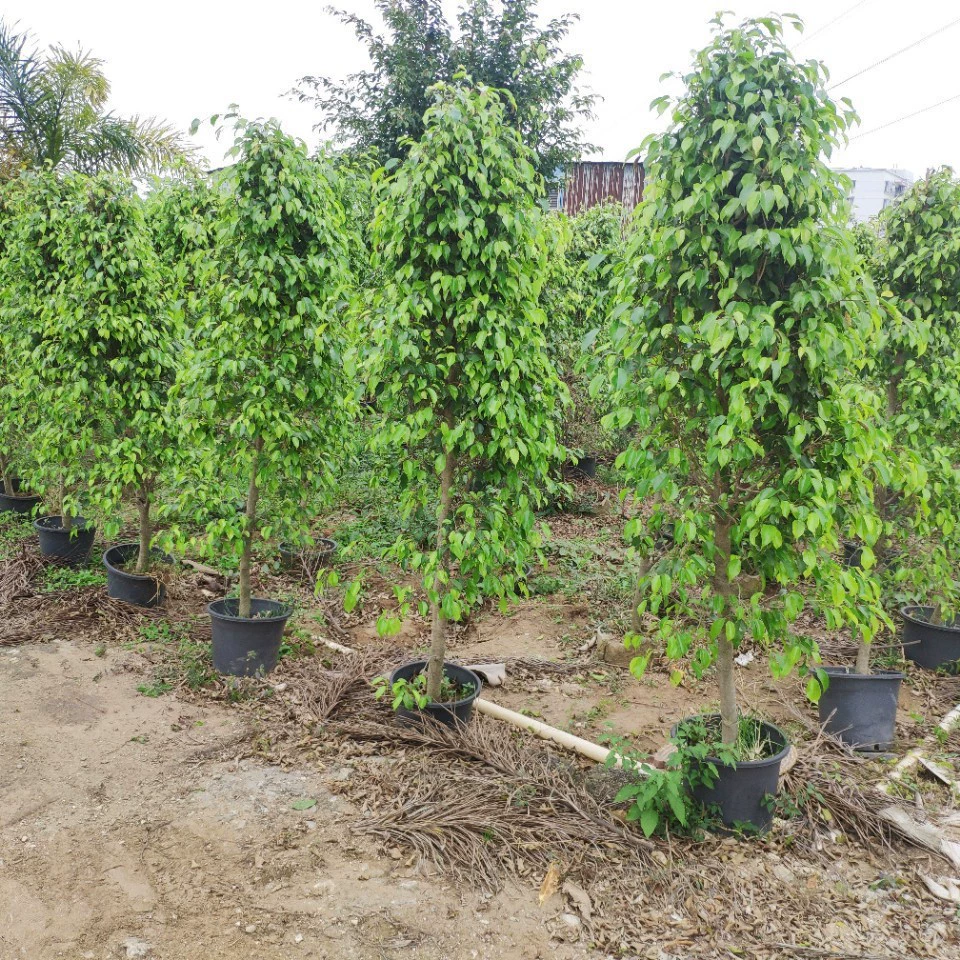 Базовая очистка 1,8-2 м.