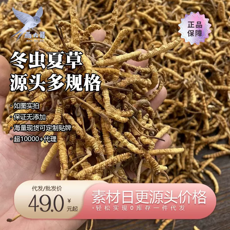 燕大哥品牌溯源冬虫夏草 西藏那曲虫草冻干虫草认证 招商加盟代发