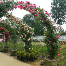 �W�������ٱ��¼������_���^�pֲ��e��ͥԺ����ֲ�ﹰ�T�Nޱ����